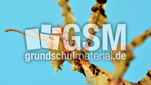 Australische Gespenstschrecke (10).jpg